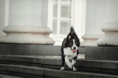 sınır collie köpek