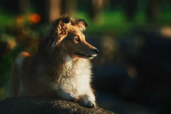 Sheltie dog outdoor — Stok Foto
