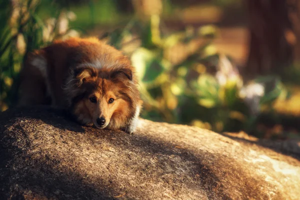 Sheltie perro al aire libre —  Fotos de Stock