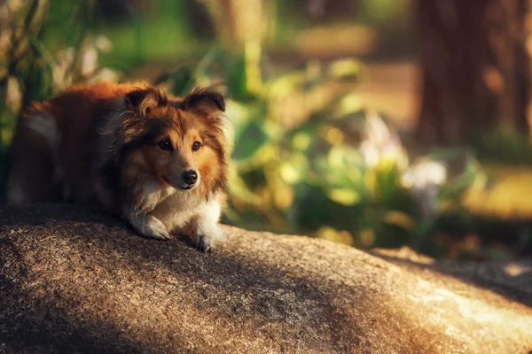 Sheltie pies odkryty — Zdjęcie stockowe