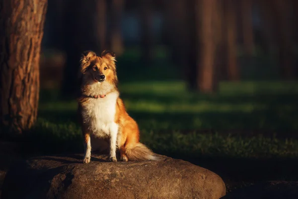 Sheltie собака на открытом воздухе — стоковое фото