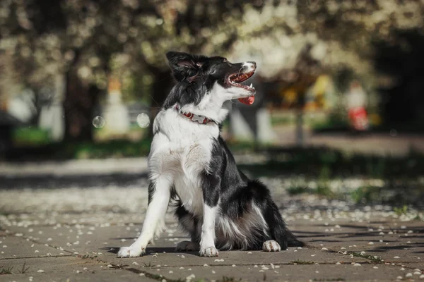 Fronteira Collie cão — Fotografia de Stock