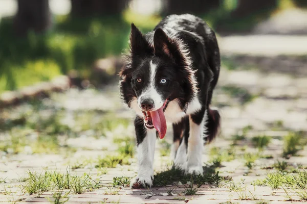 Sınır collie köpek — Stok fotoğraf