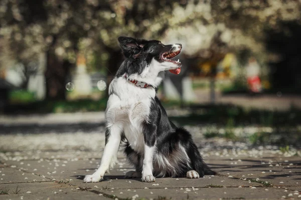 Bordercollie hond — Stockfoto