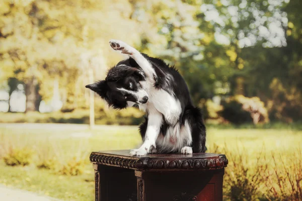 Sınır collie köpek — Stok fotoğraf