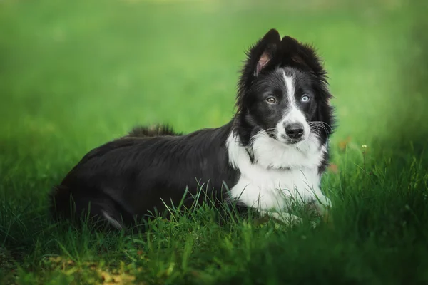 Border Collie Hund — Stockfoto