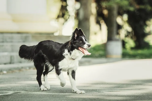 Fronteira Collie cão — Fotografia de Stock