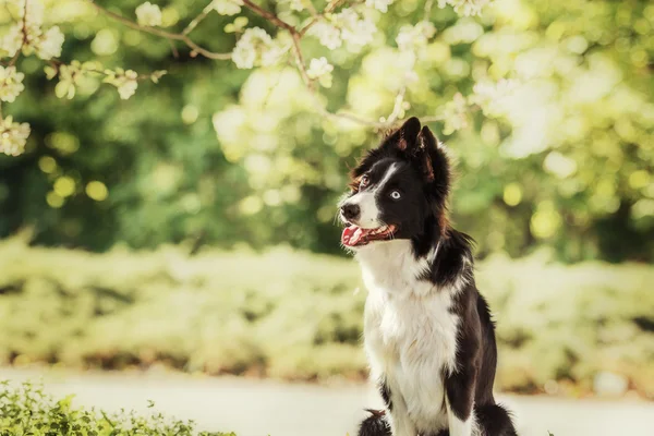 Fronteira Collie cão — Fotografia de Stock