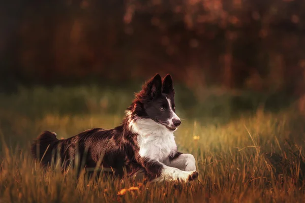 Pies rasy border collie — Zdjęcie stockowe