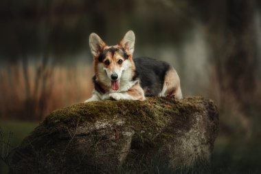 Pembroke Welsh Corgi, köpek Galce Corgi açık havada.