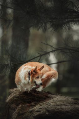 Pembroke Welsh Corgi, köpek Galce Corgi açık havada.