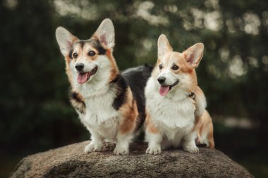 Pembroke Welsh Corgi, köpek Galce Corgi açık havada.