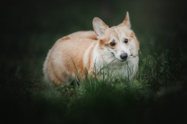Pembroke Welsh Corgi, köpek Galce Corgi açık havada.