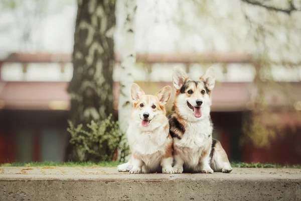 Welsh Corgi Pembroke, hond Welsh Corgi buitenshuis. — Stockfoto