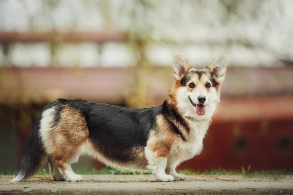 Pembroke Becsap Corgi, kutya Welsh Corgi szabadban. — Stock Fotó