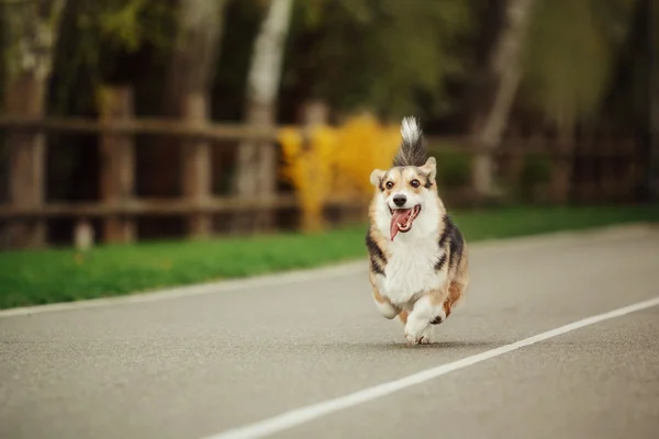 屋外での犬ウェルシュ ・ コーギー ・ ペンブローク ウェルシュ ・ コーギー ・. — ストック写真