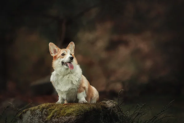 Pembroke Becsap Corgi, kutya Welsh Corgi szabadban. — Stock Fotó