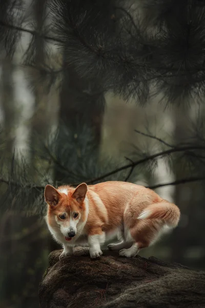 Pembroke Niesumienny partner Corgi, na zewnątrz pies walijski Corgi. — Zdjęcie stockowe