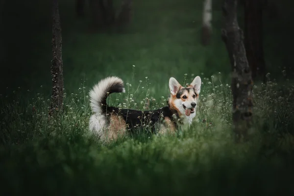 Pembroke Niesumienny partner Corgi, na zewnątrz pies walijski Corgi. — Zdjęcie stockowe