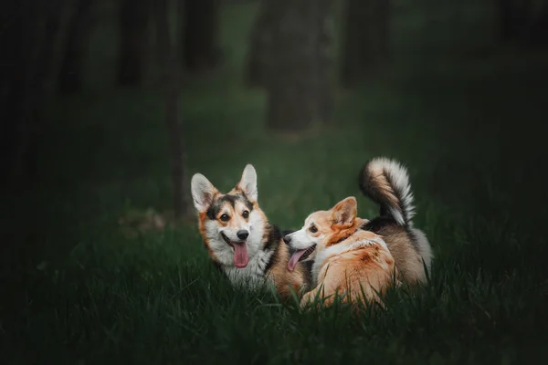 Welsh Corgi Pembroke Welsh Corgi pes venku. — Stock fotografie