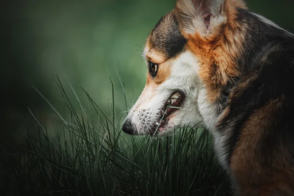 Pembroke Niesumienny partner Corgi, na zewnątrz pies walijski Corgi. — Zdjęcie stockowe