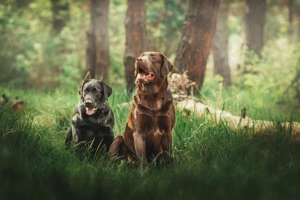 Labrador retriever chien en plein air — Photo