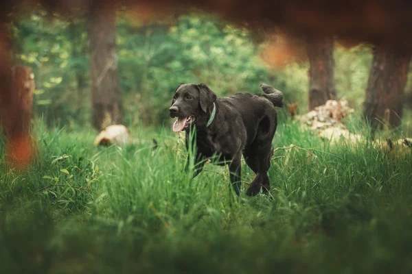Labrador retriever hund utomhus — Stockfoto