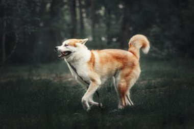 Akita Inu köpeğe orman