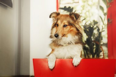 Shetland koyun. Sığınak köpek