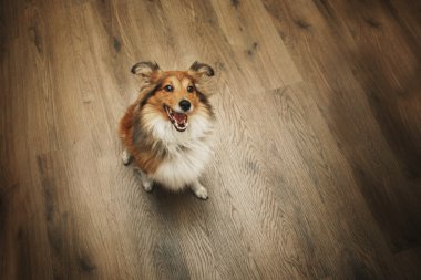 Shetland koyun. Sığınak köpek