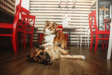 Restauran adlı iki köpek. Alman shephered köpek. Shetland koyun.
