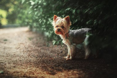 Yorkshire Terrier köpek açık