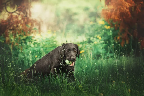 Labrador retriever hund utomhus — Stockfoto