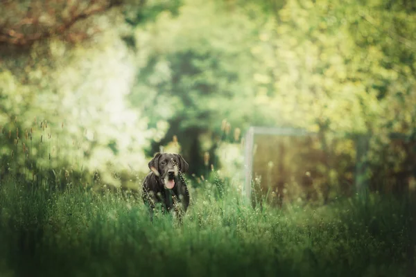 Labrador retriever hund utomhus — Stockfoto