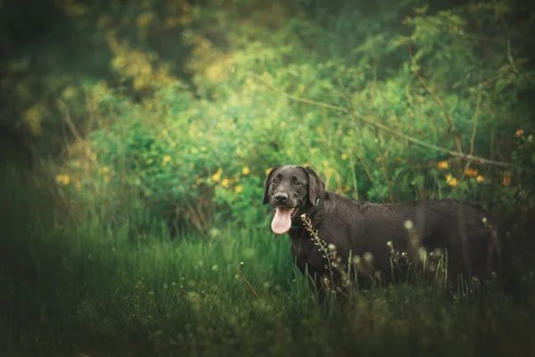 Labrador retriever cão ao ar livre — Fotografia de Stock