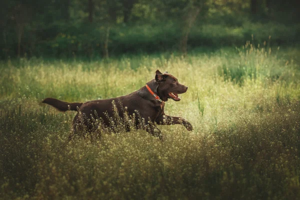 Labrador retriever chien en plein air — Photo