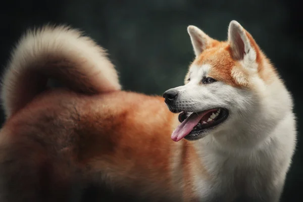 Akita inu pes v lese — Stock fotografie