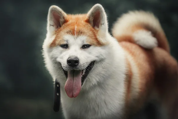 Akita inu cão na floresta — Fotografia de Stock