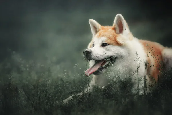 秋田犬狗在森林 — 图库照片