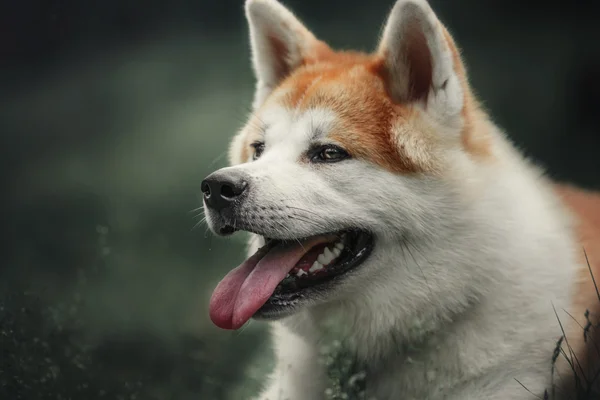 Akita inu cane nella foresta — Foto Stock