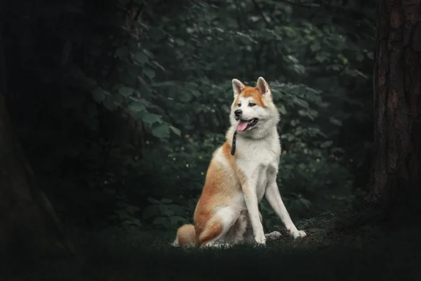 Akita inu hund på skog — Stockfoto