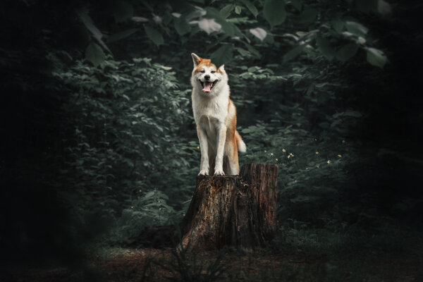 Akita inu dog at the wood