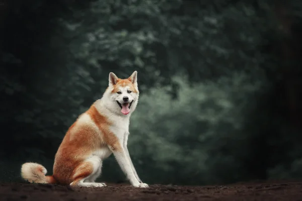 Akita inu cão na floresta — Fotografia de Stock