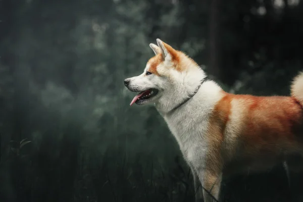 Akita inu cão na floresta — Fotografia de Stock