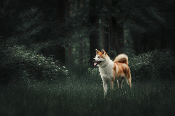 Akita inu dog at the wood