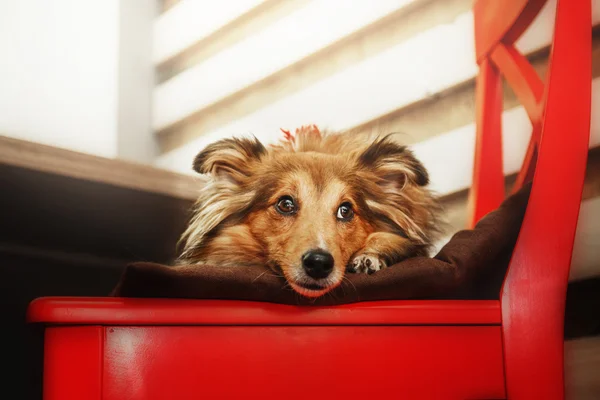 Shetland Sheepdog. Anjing Sheltie — Stok Foto