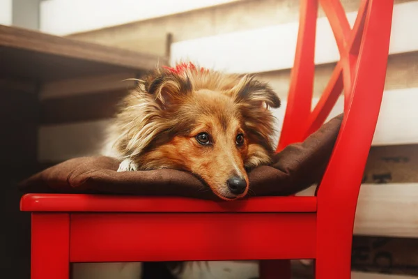 Shetlannin lammaskoira. Sheltie-koira — kuvapankkivalokuva