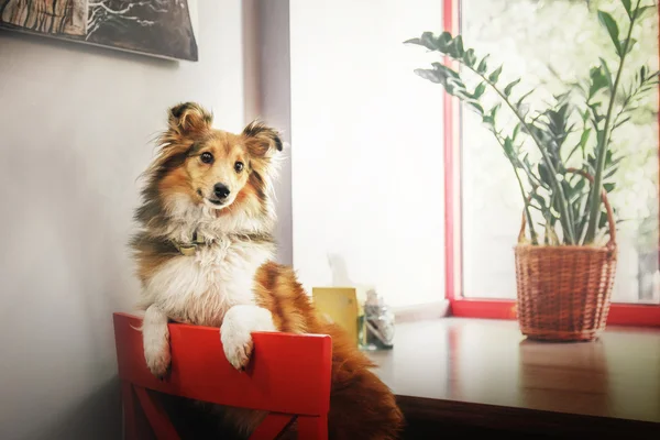 Shetland Sheepdog. Sheltie câine — Fotografie, imagine de stoc