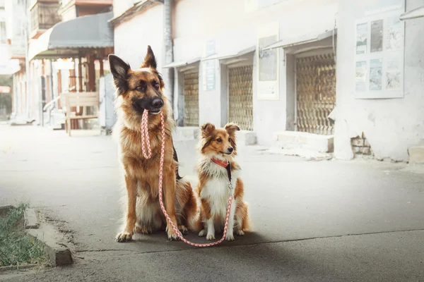 Chien de berger allemand et chien de berger des Shetland marchant dans la rue — Photo