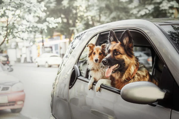 Две собаки у машины. Немецкая овчарка и овчарка в машине — стоковое фото
